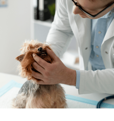 How to Clean Dog Teeth Without Brushing - Healthymouth Canada