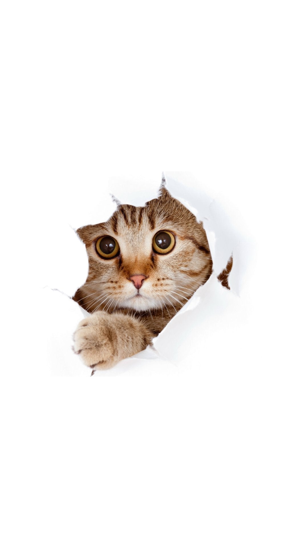Water Additives and Food toppers Cat's