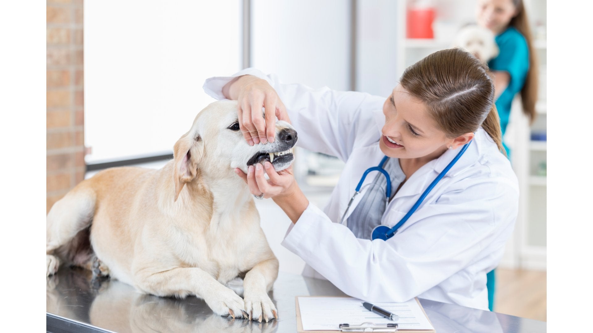 a dog having his teeth checked
