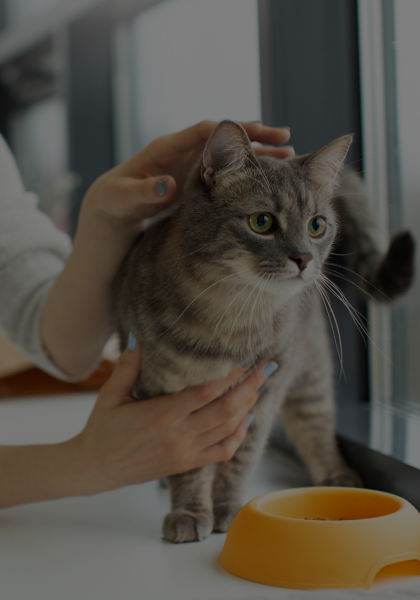 close-up-beautiful-cat-with-owner_1
