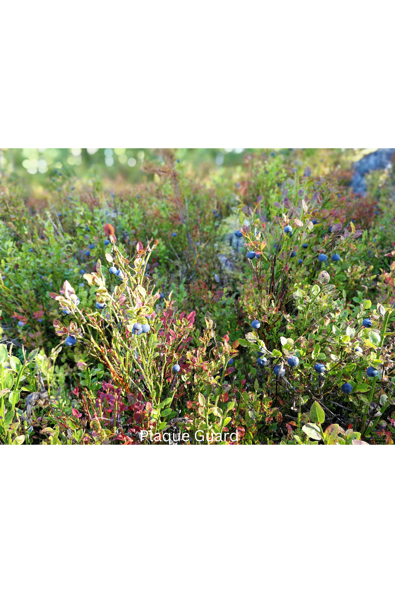 A Berry Good Reason to Smile: How Wild Blueberries in Plaque Guard Support Your Pet's Dental Health Title