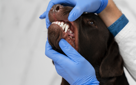 Does My Dog Really Need a Dental Cleaning? (The Cost vs. Risk Breakdown)