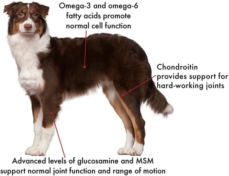 Joint and Mobility Support - Healthymouth Canada