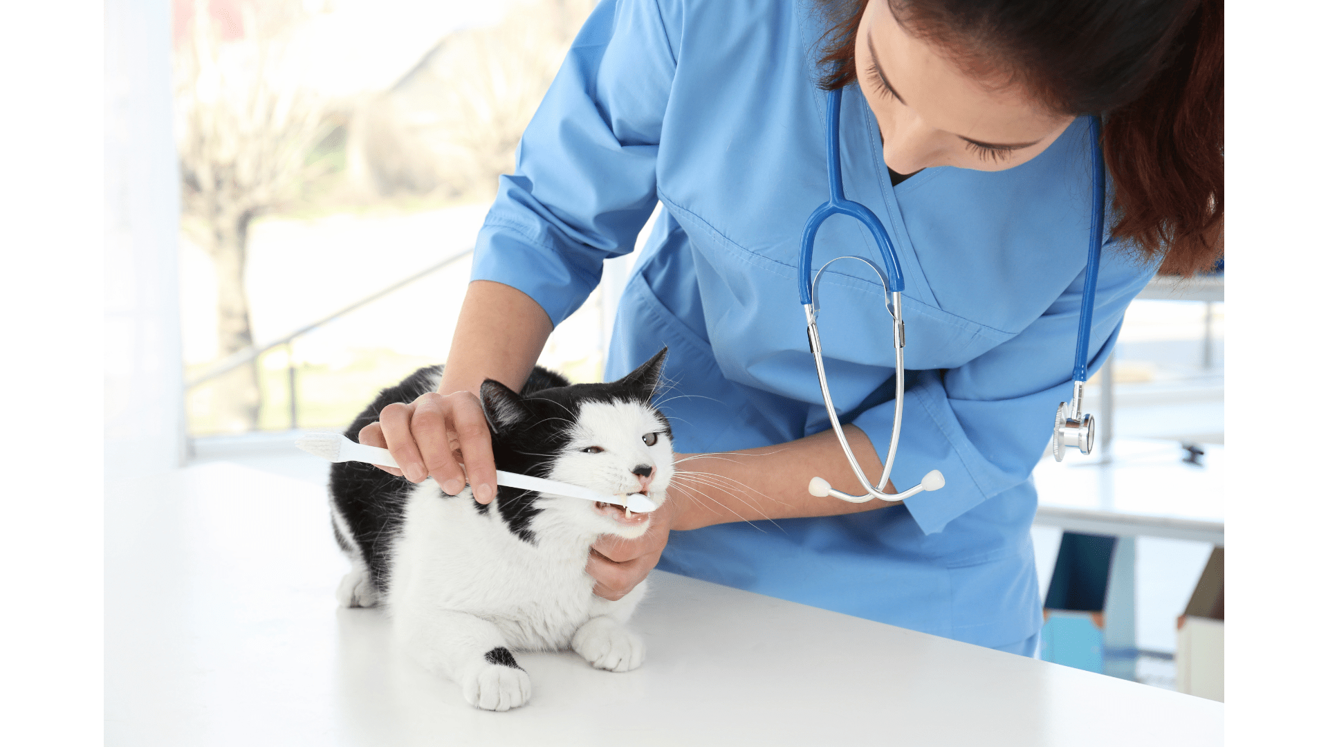 Plaque Guard for Cats 250ml | Natural Oral Health | KOA - Healthymouth Canada