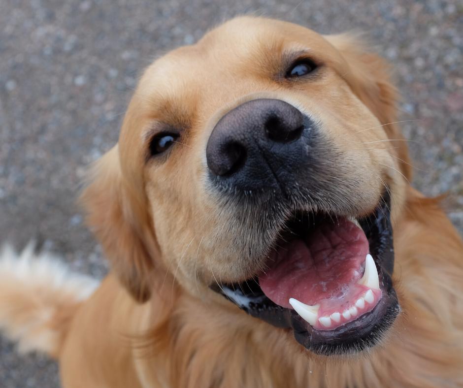 Water Additives and Food toppers Dog's - Healthymouth Canada